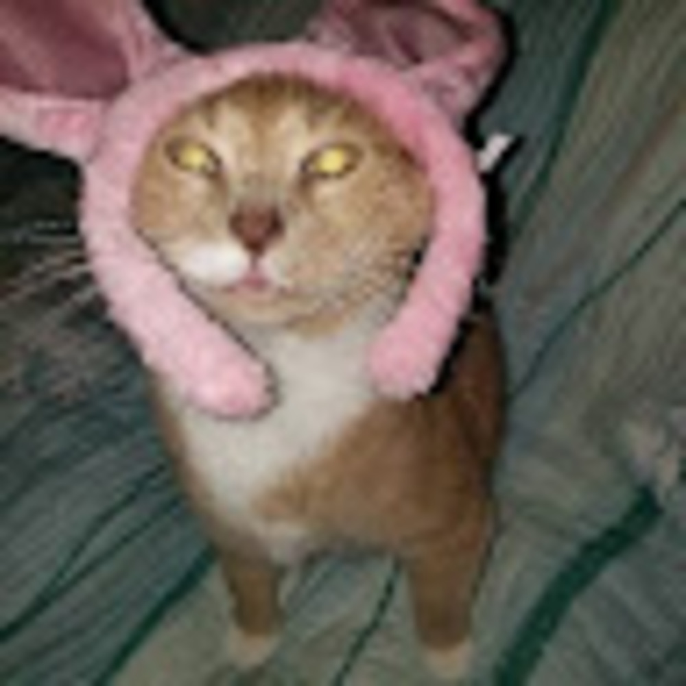 Meet your Posher, Suzanne